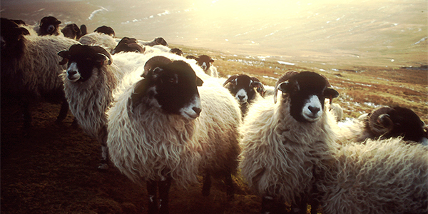 SHEEP Thermafleece is made from the wool of hardy British hill sheep and manufactured in Yorkshire